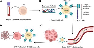 Current status and perspective of tumor immunotherapy for head and neck squamous cell carcinoma